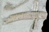Crinoid Plate (Cyathocrinites, Echinochonchus) - Indiana #104750-2